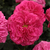 Roza - Angleška vrtnica - Ausmary